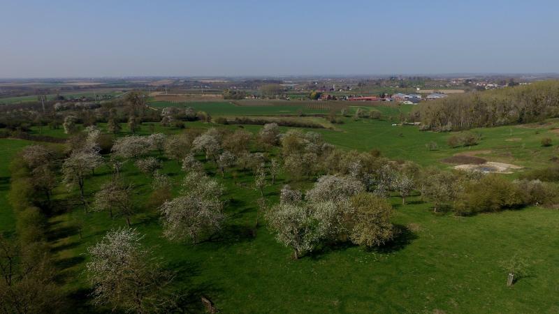 De afgelopen 20 jaar zou er iedere week tot ongeveer 2,5 ha hoogstamboomgaard in Haspengouw verdwenen zijn.