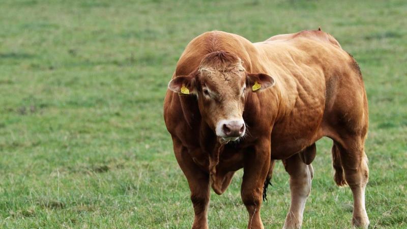 In het Verenigd Koninkrijk start dit jaar de derde fase van het testen van een vaccin tegen rundertuberculose.