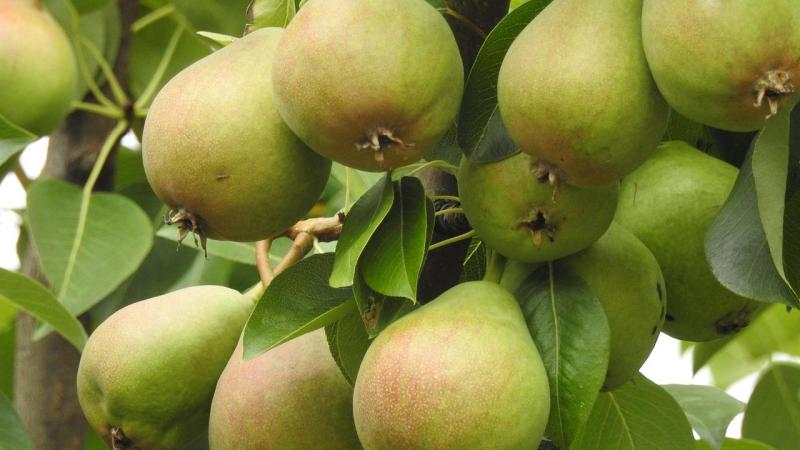 Fruittelers zenden alarmerende signalen uit omdat ze in 2026 problemen verwachten in de perenteelt.