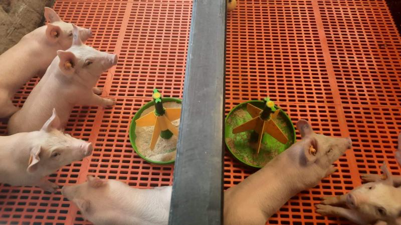 Behandelingen in het tweede experiment: snoepvoeder gedurende eerste week na spenen beschikbaar in droge (links) en natte vorm (rechts). Dit snoepvoeder werd in dezelfde kom aangeboden als in de kraamstal, terwijl speenvoeder ter beschikking was in een standaardvoederbak.