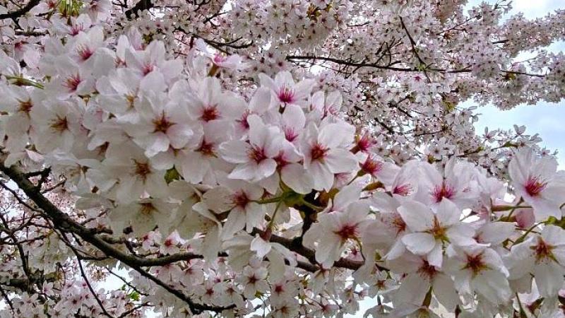 De ‘prunus yedoensis’ is ongetwijfeld een van de mooiste, meest rijkbloeiende sierkersen.