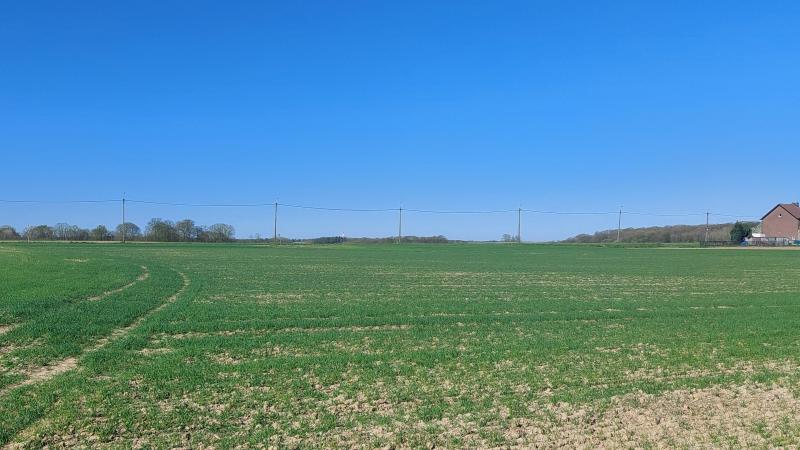 Doorgaans zitten de wintertarwepercelen tussen uitstoeling tot oprichten.