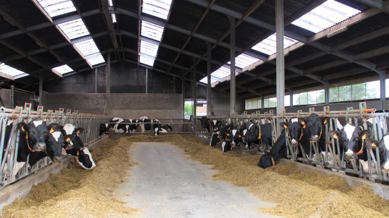 Door de koeien en stieren met de laagste methaanproductie te selecteren en te laten paren, krijgen ze nakomelingen met een lage methaanuitstoot.