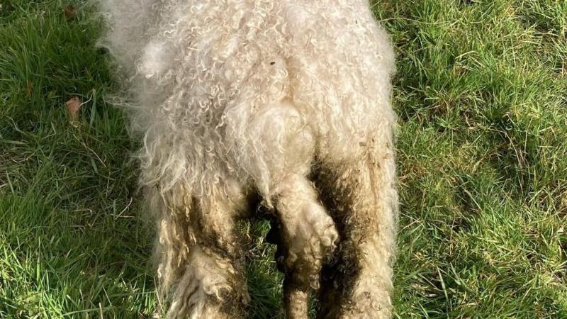 Schaap met diarree ten gevolge van een parasitaire infectie.