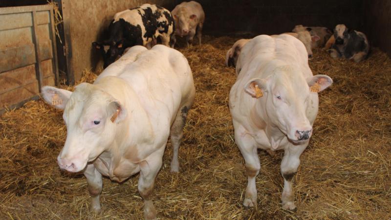 Het hoge aantal besmettingen bij het verhandelen van runderen is voor DGZ onaanvaardbaar.