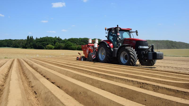 Het aardappelareaal in ons land stijgt dit jaar met 6 %.