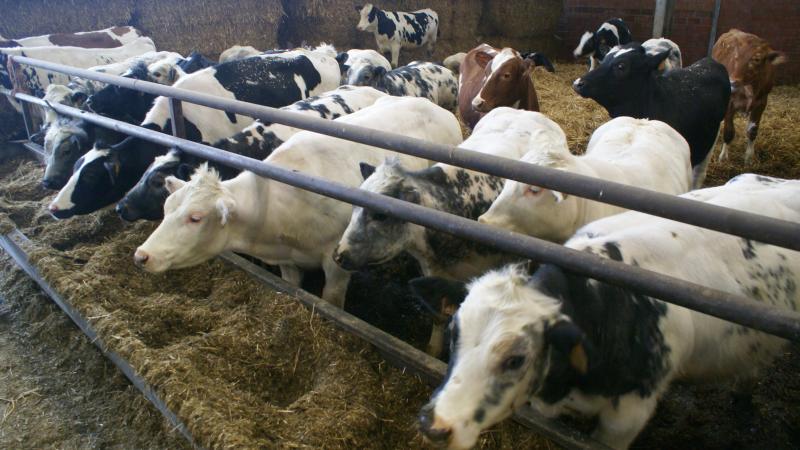 De prijzen voor koeien en stieren stijgen sterk, die voor kalveren zijn stabiel.
