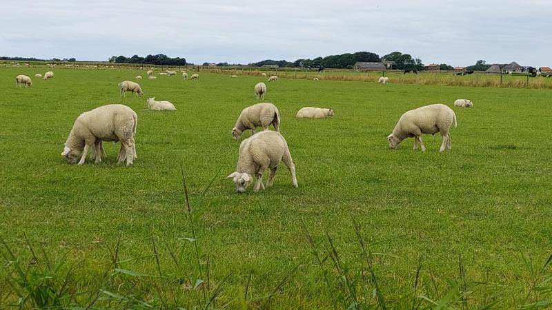 De Franse regering gaat via openbare aanbestedingen op zoek naar vaccins tegen blauwtong voor de serotypes 1 en 8.