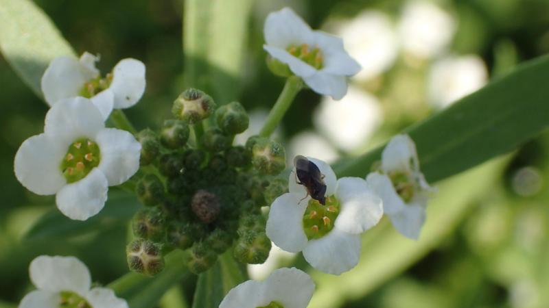 De roofwants Orius majusculus, hier op de bankerplant Lobularia maritima, kan je inzetten om bladtripsen te beheersen.