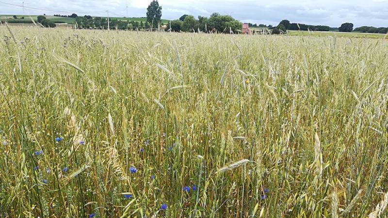 Landbouwers sluiten vooral overeenkomsten af voor vogelvoedselgewassen, waarbij percelen worden ingezaaid met een mengsel van kruiden en zaaddragende gewassen die niet geoogst worden.