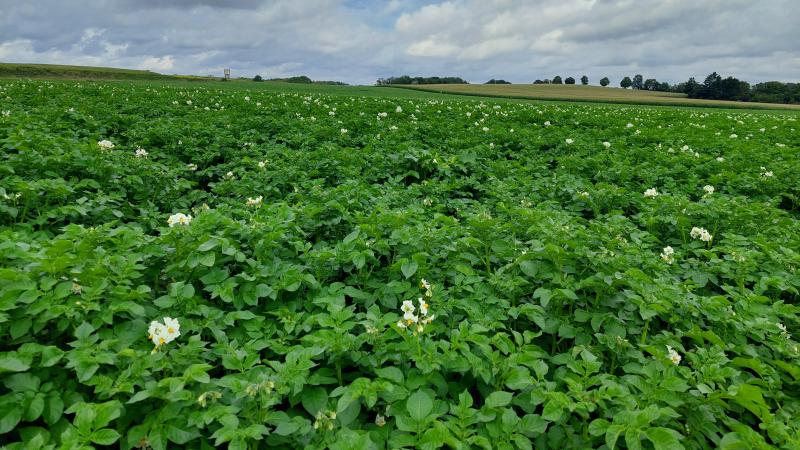 Dien je verzamelaanvraag uiterlijk op 30 april in via het e-loket www.landbouwvlaanderen.be.