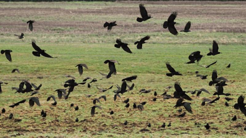 Ecologisch adviesbureau Landmax zoekt maïs- en perentelers om de impact van de schade die kraaiachtigen aan landbouwgewassen aanrichten in beeld te brengen.