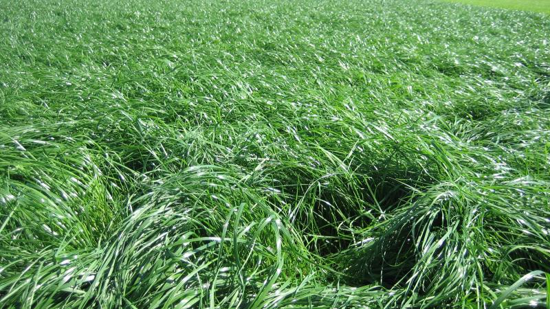 KU Leuven-onderzoek toont verhoogde allergische reacties aan door stikstofrijke graslanden.
