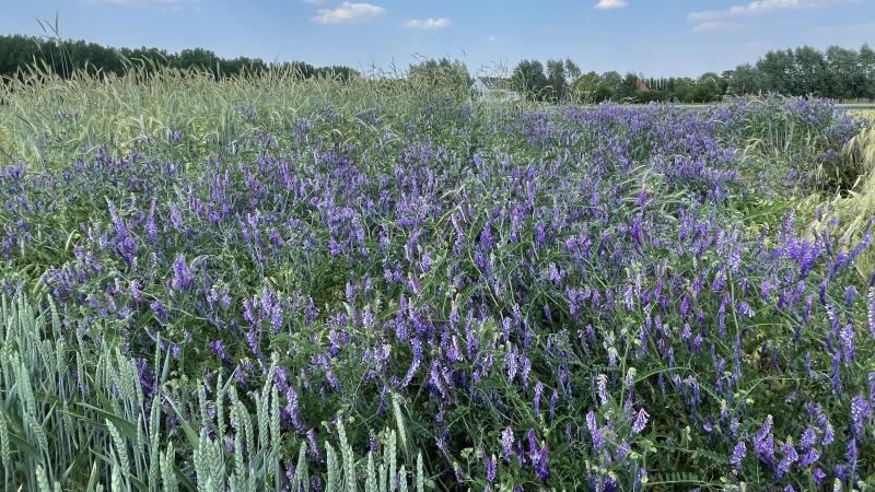 Mengteelt ‘méteil’ in Bottelare voorjaar 2023.