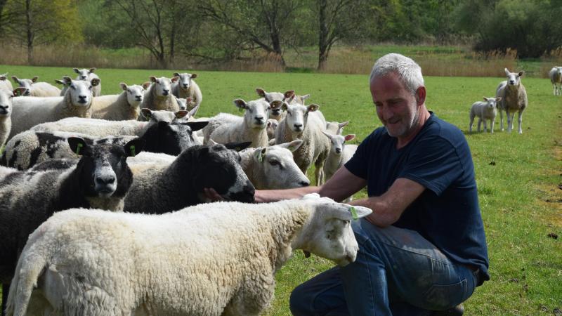 De schapen en lammeren komen naar John Vermetten toegelopen wanneer hij ze roept.