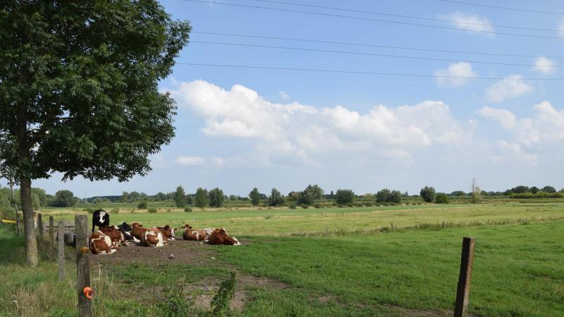Veel rundveehouders ondervinden moeilijkheden om hun stikstofuitstoot met 5% te reduceren tegen het einde van dit jaar.