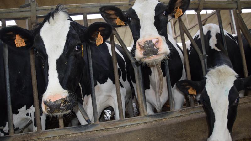 Het kan niet de bedoeling zijn om élke verplaatsting van dieren teregistreren en door te geven aan de overheid.