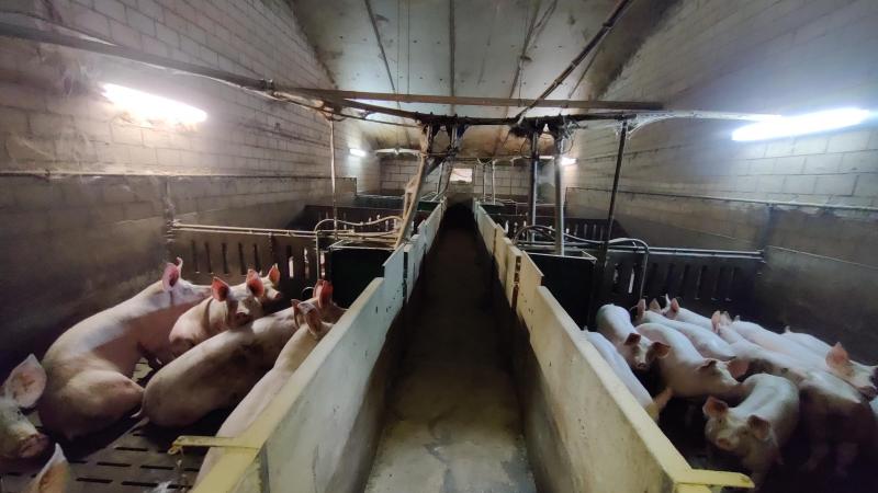 De stikstofmetingen in West-Vlaamse varkensstallen zijn intussen gestart.