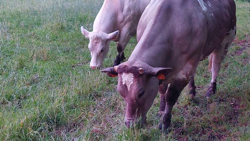 Coevia meldt dat de prijzen voor Belgisch witblauw rundvee stabiel blijven.