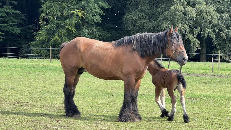 Gert Van Eester kocht in 2012 een bruine jaarlingmerrie, Isaura van de Zaaidijk °2011 (Zeus d’Elewijt x Olivia van de Zaaidijk). Zij gaf tot op heden 8 veulens.