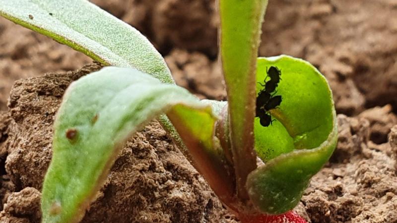 Het Bieteninstituut ziet momenteel maar weinig groene bladluizen in bietenvelden.