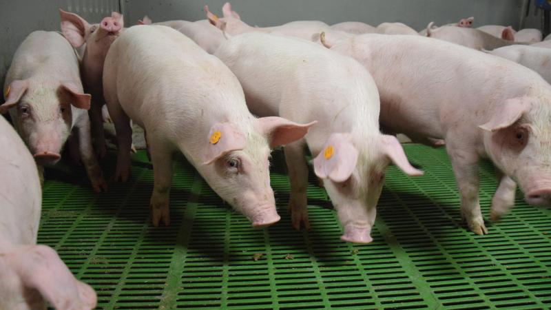Dankzij de PRRS-Monitors krijgen varkenshouders en dierenartsen steeds meer inzicht in de situatie op het bedrijf.