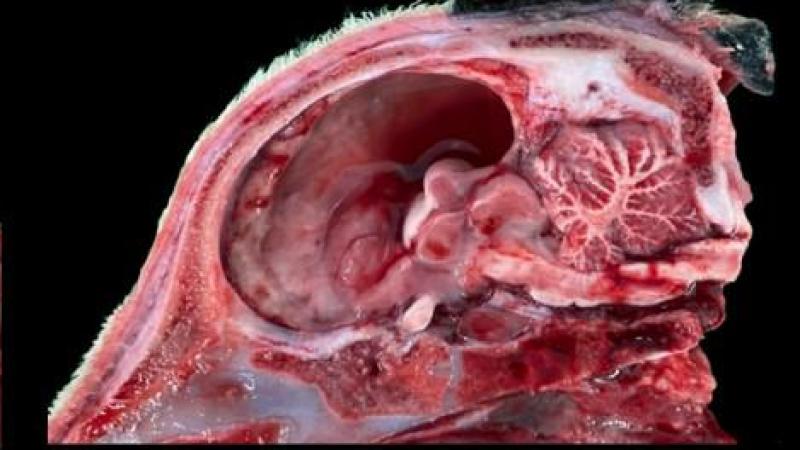 Schedelhelft van een runderfoetus met hydranencephalie.
