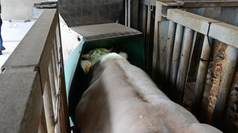 De GreenFeed zuigt de omgevingslucht weg tijdens het vreten en hierin wordt de hoeveelheid methaan geanalyseerd.