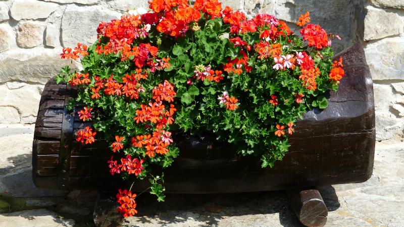 Pelargoniums zijn  makkelijke planten  die weinig eisen stellen voor een goede groei  en bloei.
