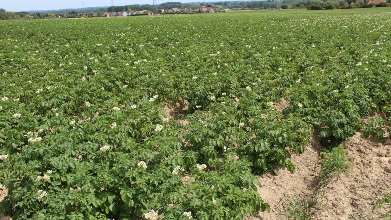 Met innovatieve analysetechnieken bracht Jia de impact van verschillende meststoffen op de metaaldistributie in landbouwbodems in kaart.