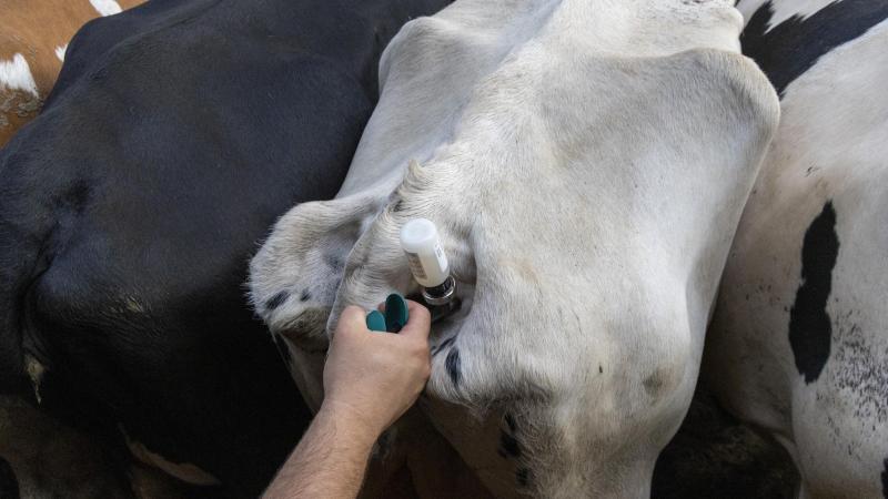 Veehouders moeten hun dieren nu tegen 1 september vaccineren tegen blauwtong serotypes 3 en 8 en blauwtong.