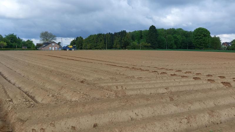 Door de droge  weersomstandigheden  zal de onkruidbestrijding in aardappelen  vermoedelijk niet  perfect zijn.