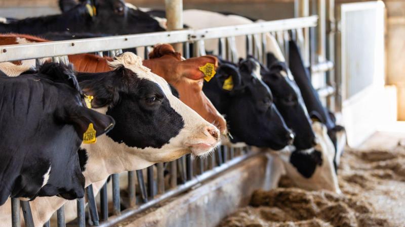 De melkprijs van Vreugdenhil voor België over mei is met 1,04 euro per 100 l melk gestegen.