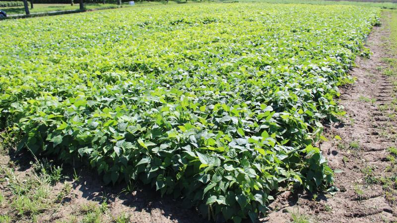 Planten maken 80% uit van het voedsel dat we eten endienen als voer voor de dieren die we houden voor consumptie.