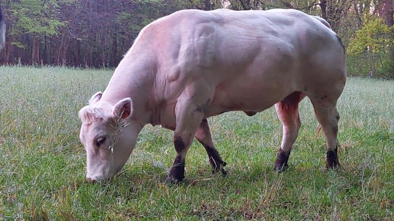 De prijzen stijgen volgens Coevia sterk voor witblauwe stieren.