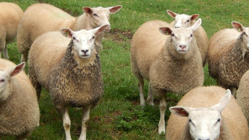 De goede lammerprijzen bij ons zijn onder andere een gevolg van blauwtong en ook van de terugloop van het aantal lammeren in Nederland.