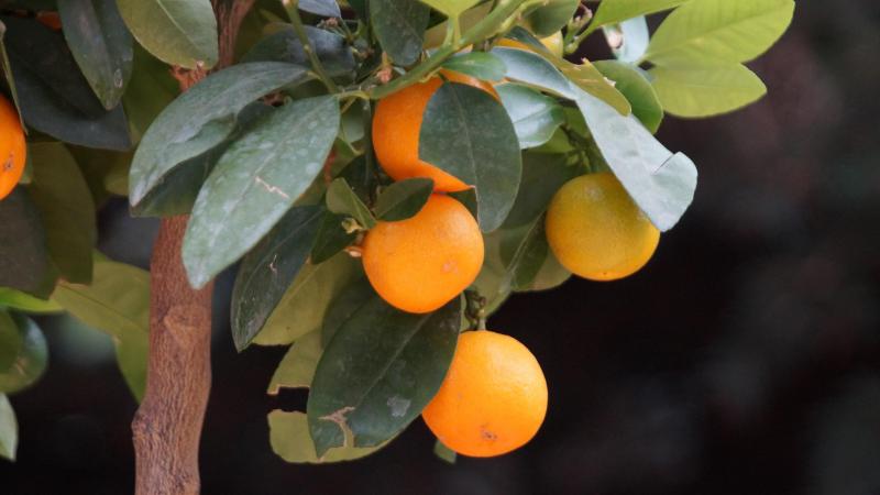 Een citrusboompje op het terras zorgt voor een instant zuiders sfeertje.