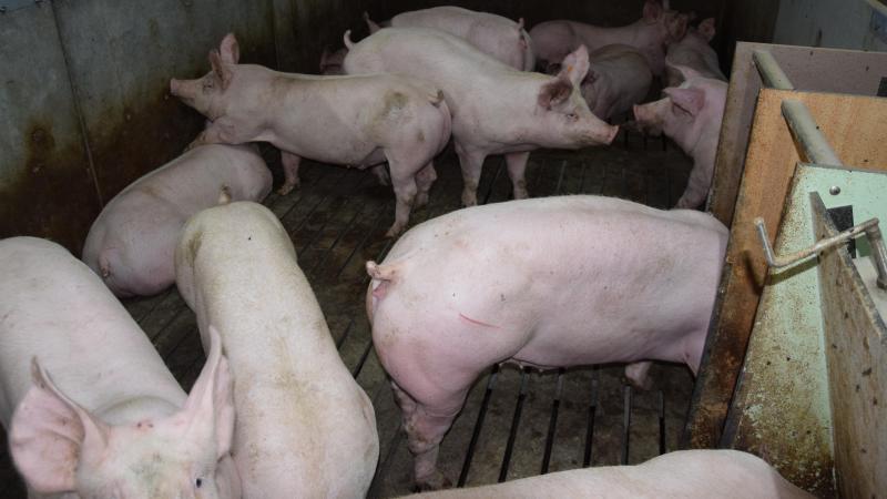 Varkens zijn  warmbloedige dieren  die hun lichaams- temperatuur constant proberen te houden. Binnen hun comfortzone voelen ze zich het  best.