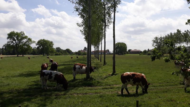 Natuurlijke beschutting vergt de juiste keuze van bomen of struiken.