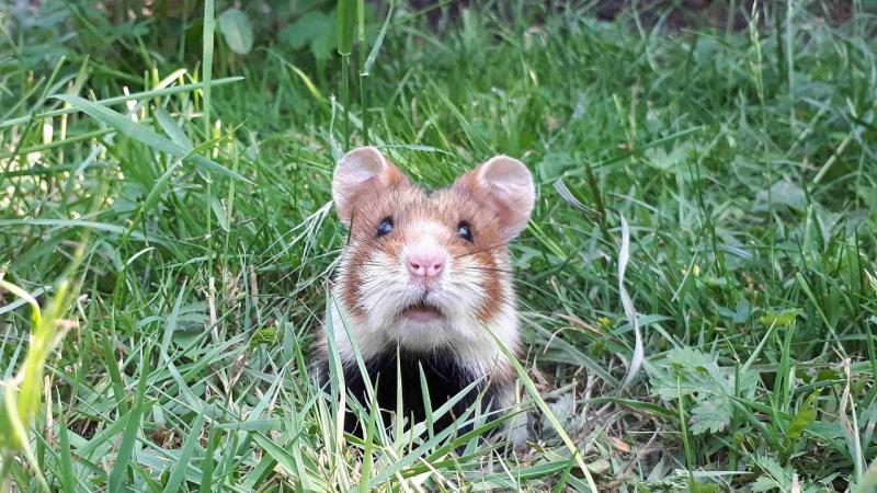 Ondanks de aanzienlijke inspanningen die voor de hamster werden gedaan, leidde dit niet tot het gewenste resultaat op het terrein.