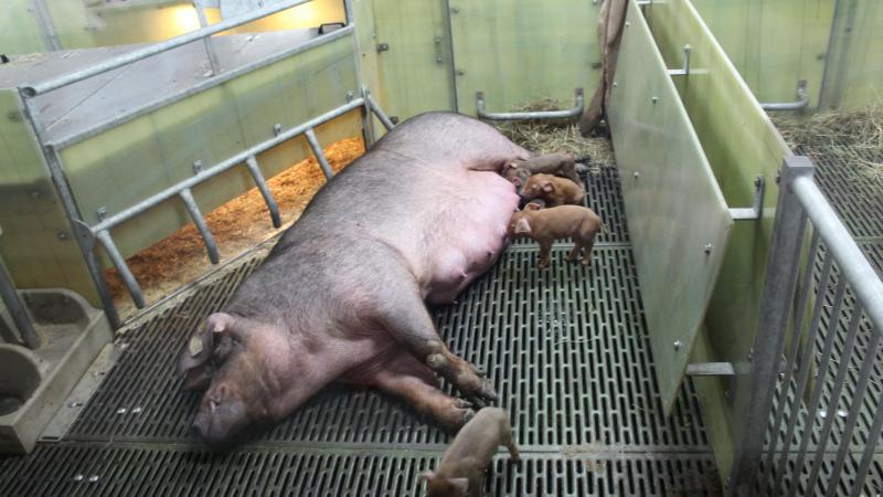 Als varkenshouders vandaag moeten beslissen of ze met vrijloopkraamhokken aan de slag gaan, is het nog koffiedik kijken welke richtlijnen er zullen  komen.