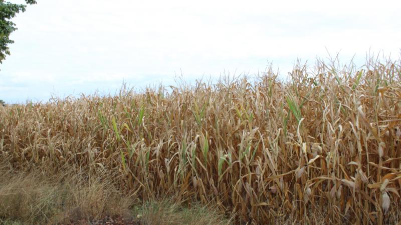 De landbouwsector in  de Europese Unie verliest gemiddeld meer dan 28 miljard euro per jaar  door droogte of  overstromingen.