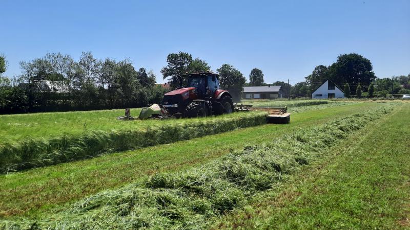 Oogst van de hakselgranen in 2 werkgangen – maaien én hakselen.