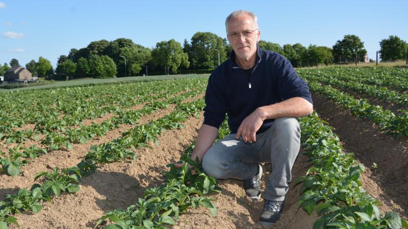 Jos Vandenbroeck teelt 4 aardappelrassen: Annabelle, Désirée, Jelly en Frieslander.