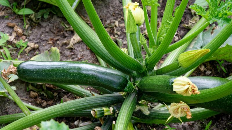 Als je regelmatig oogst en de courgette niet te groot laat worden, kan je tot wel 40 vruchten oogsten van 1 plant.