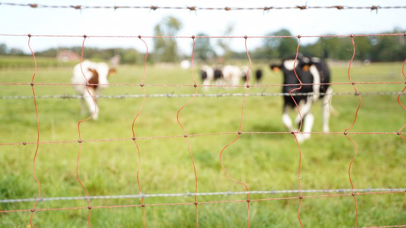 Hier zet men in op financiële ondersteuning en op hulp bij plaatsing van wolfwerende omheiningen.