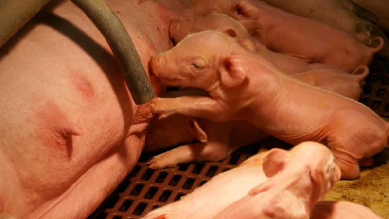 Gericht biestmanagement is geen bijkomstigheid, maar een essentiële investering in zowel gezondheid als productiviteit.