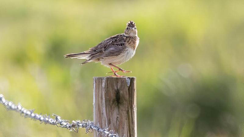 Tussen 2007 en 2024 is de boerenlandvogelindex met 25% gedaald. Landbouwers kunnen helpen bij het herstel van de populaties.