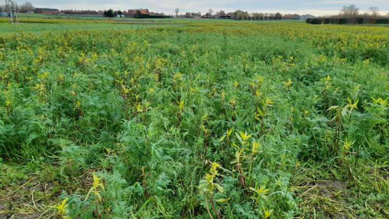 Een complex groenbemestermengsel: Japanse haver, phacelia, Niger, zomerwikke, zomerveldboon en Alexandrijnse klaver.