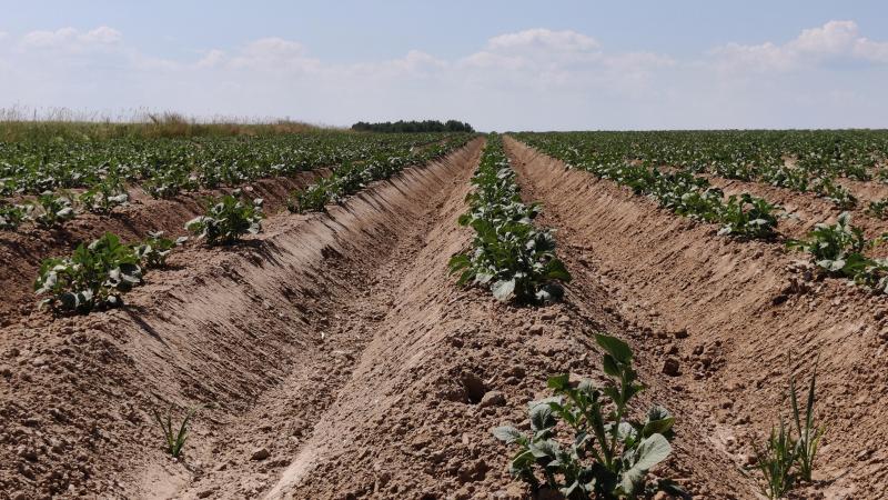 De Belgapomnotering wijzigde niet op 6 juni.